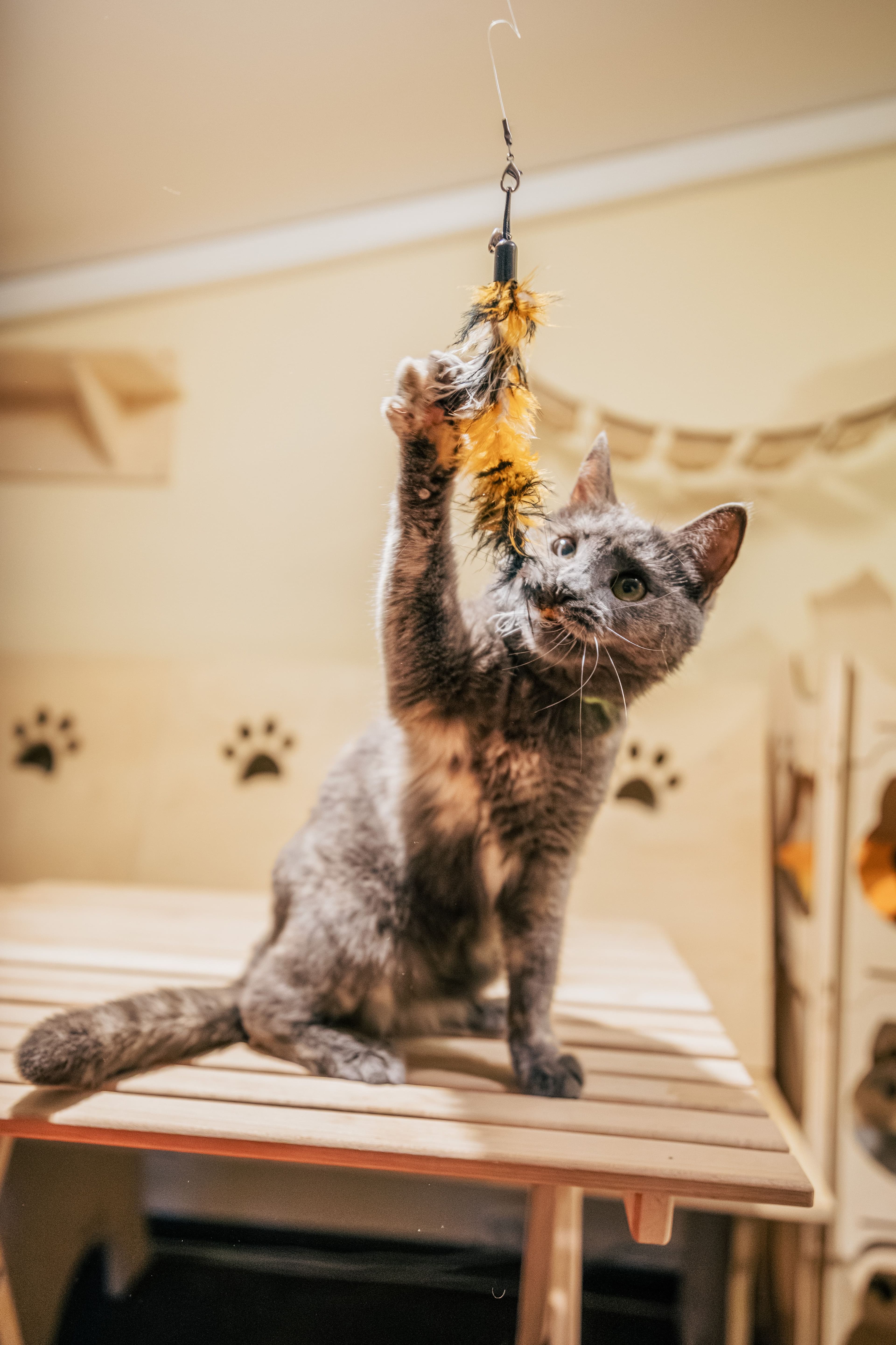 A cat reaching up to bat at a feather wand toy